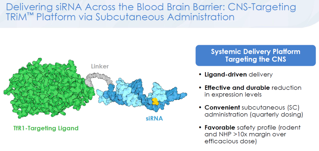 ARO-MAPT uses TfR1-mediated transport to cross the BBB and deliver siRNA to the CNS
