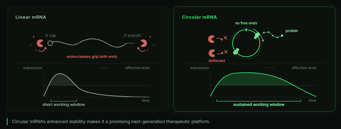 Circular mRNA resists degradation for durable, self-limiting expression, while a targeted LNP ensures selective delivery. (Image: Insilico Medicine)