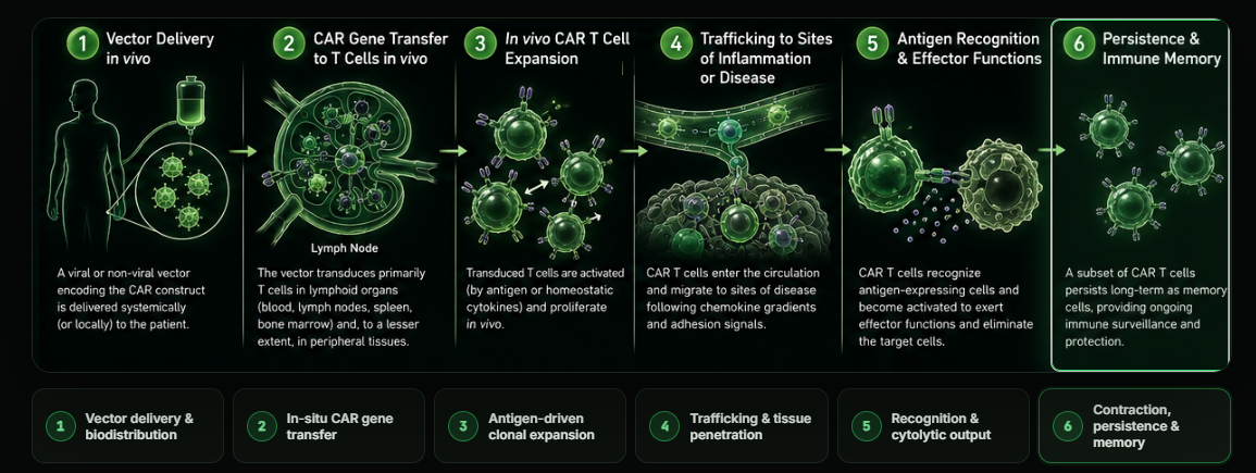 The program uses cmRNA plus targeted LNP delivery in vivo to arm a patient's own T cells to clear target populations. (Image: Insilico Medicine)
