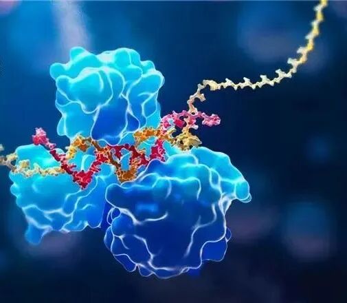 WuXi TIDES advanced the complex siRNA–GalNAc conjugate to IND within 8 months through parallel process development (WuXi AppTec official WeChat)