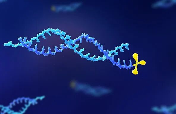 Schematic of the three-strand divalent dual-targeting siRNA–GalNAc conjugate (WuXi AppTec official WeChat)