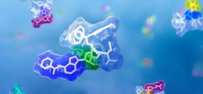 Lirafugratinib 的共价抑制机制示意:利用 FGFR1 与 FGFR2 的 P-loop 动态差异,选择性靶向 FGFR2 上的 Cys491